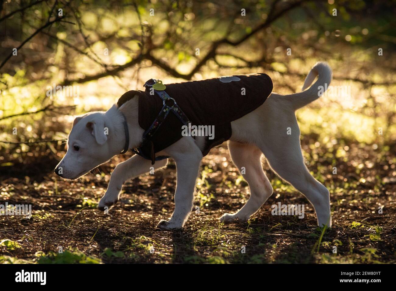 Cucciolo di cane misto giovane che indossa un maglione sniffing in campo all'alba Foto Stock
