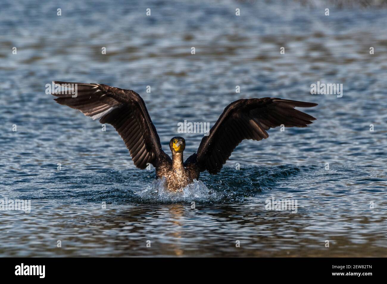 Cormorano (Phalocrocorax carbo), Lago di Varese, Varese, Italia. Foto Stock