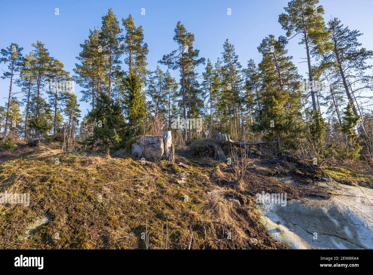 Bella natura rocciosa primavera paesaggio vista su sfondo blu cielo. Svezia. Foto Stock