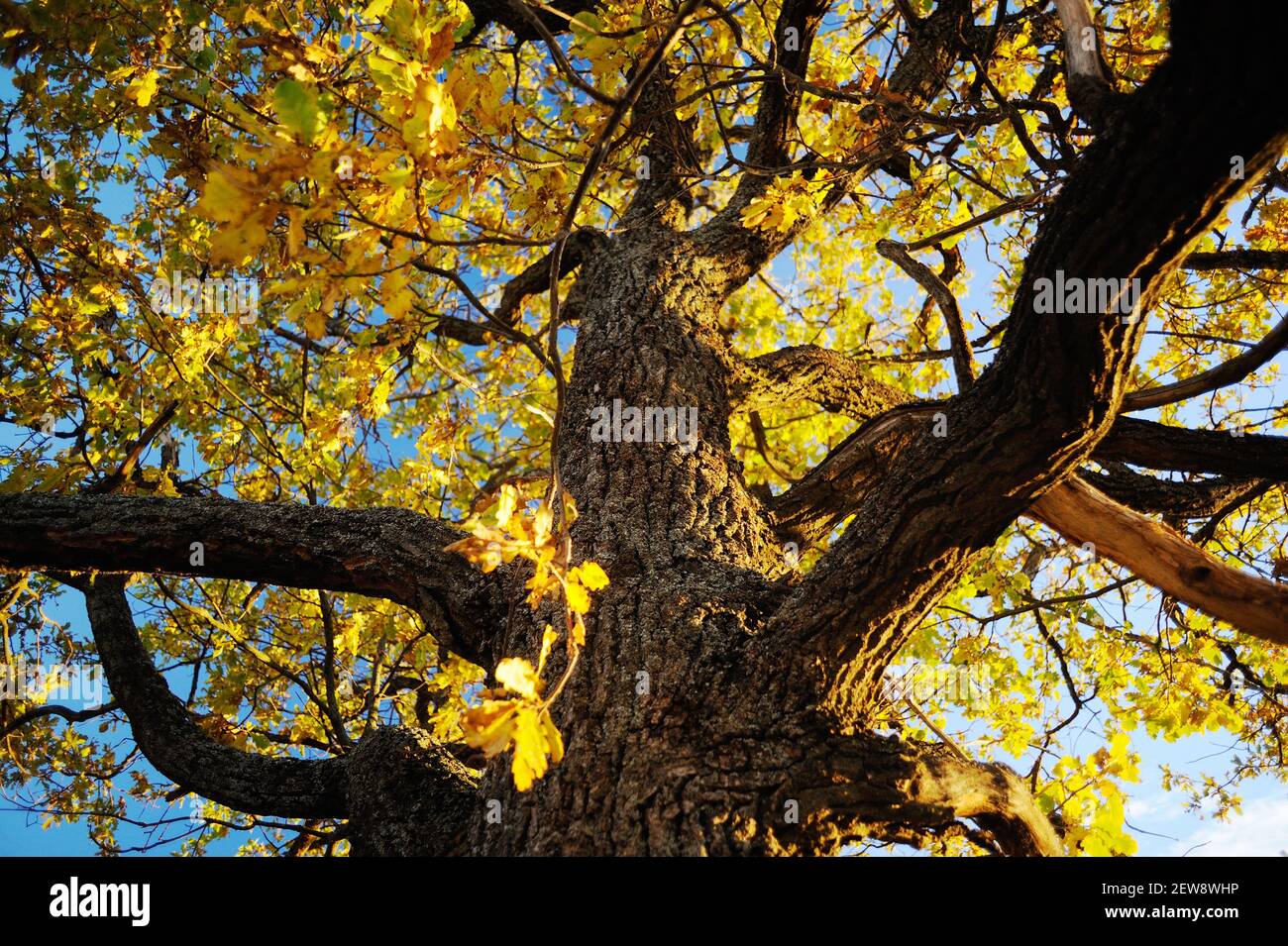 Sfondo paesaggio autunno. Grande albero di quercia con foglie gialle contro cielo chiaro blye in sole giorno lucido Foto Stock