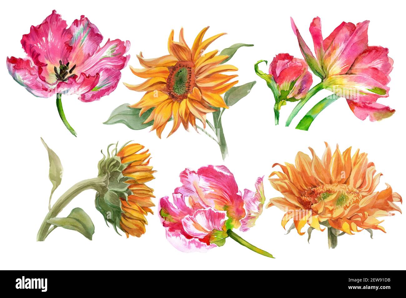 Set di girasoli acquerelli e fiori di tulipano isolati su bianco. Foto di alta qualità Foto Stock