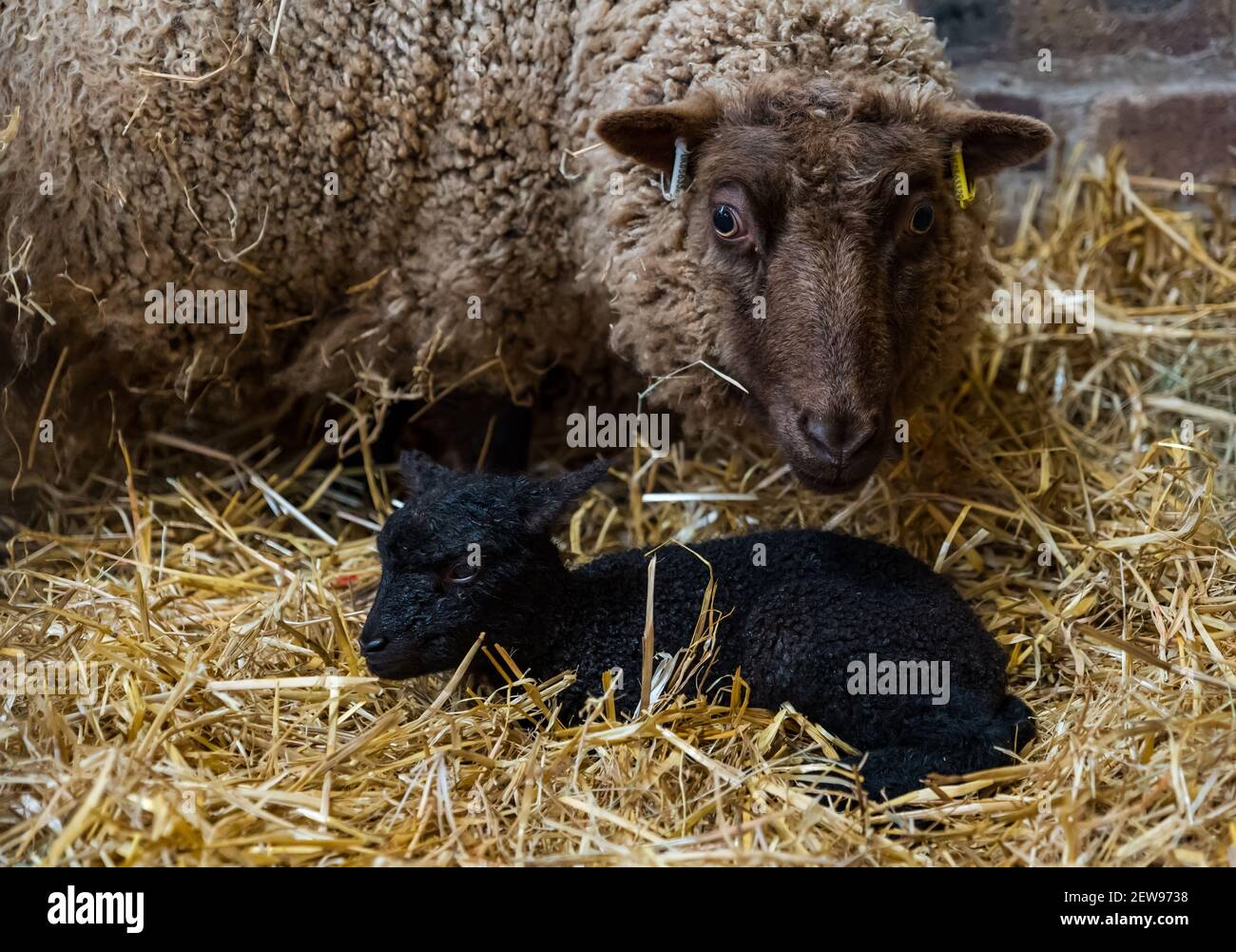 Madre Shetland pecora con agnello neonato giacente nel fieno nel fienile, Scozia, Regno Unito Foto Stock