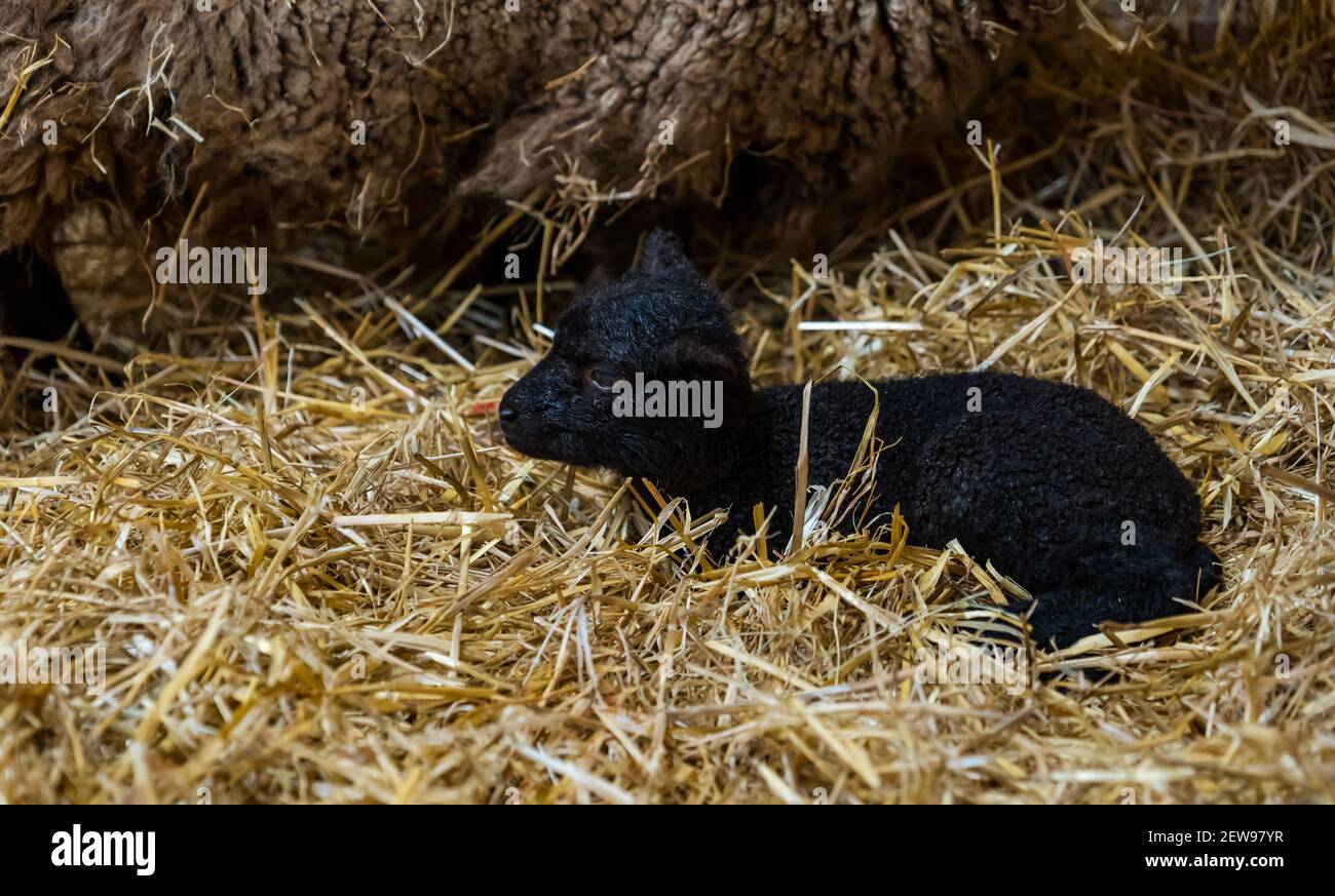 Neonato agnello Shetland nero sdraiato in fieno nel fienile, Scozia, Regno Unito Foto Stock