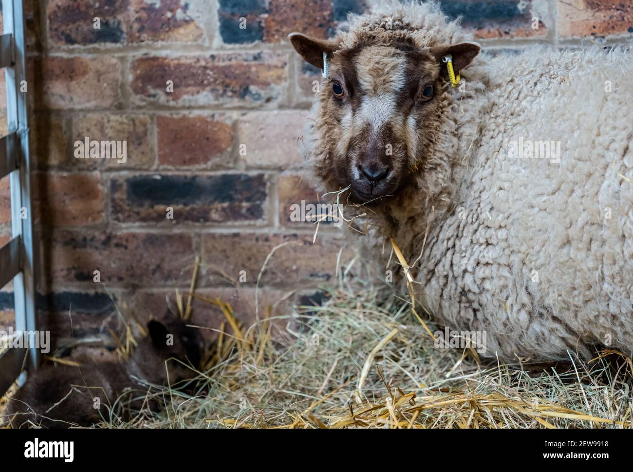 Madre Shetland pecora con agnello neonato in fieno nel fienile, Scozia, Regno Unito Foto Stock