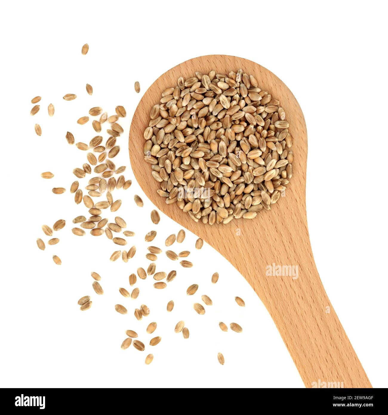 Mulika frutti di grano cibo sano in un cucchiaio di legno e sciolto. Pane che fa grano primaverile con qualità di grano superba. Su sfondo bianco. Foto Stock