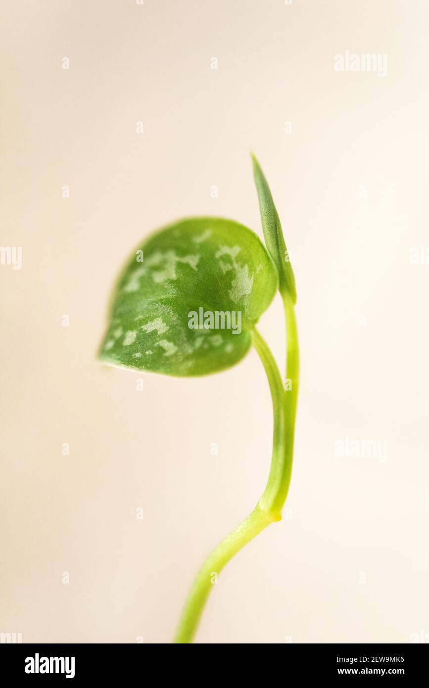 Primo piano macro shot di minuscola pianta. Germoglio giovane che cresce su sfondo beige. Verde semenzatura che illustra il concetto di nuova vita. Concetto di ecologia Foto Stock