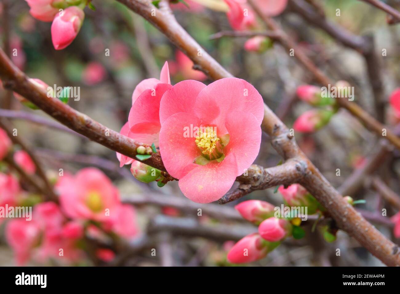 Bella corallo rosa begonia fiori, semperflorens begonias, cera begonia in giardino. Foto Stock