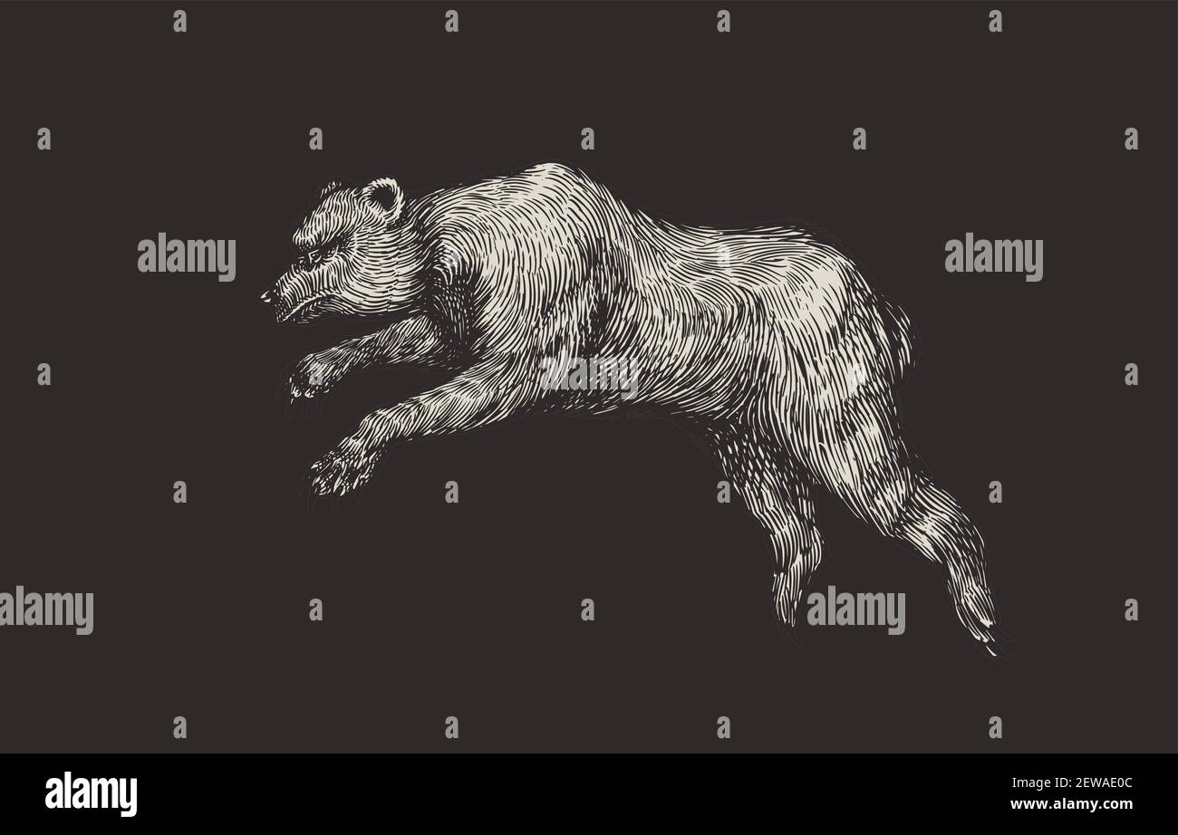 Orso di Grotta. Bruno animale. Illustrazione vettoriale vintage retro. Stile Doodle. Schizzo inciso disegnato a mano Illustrazione Vettoriale