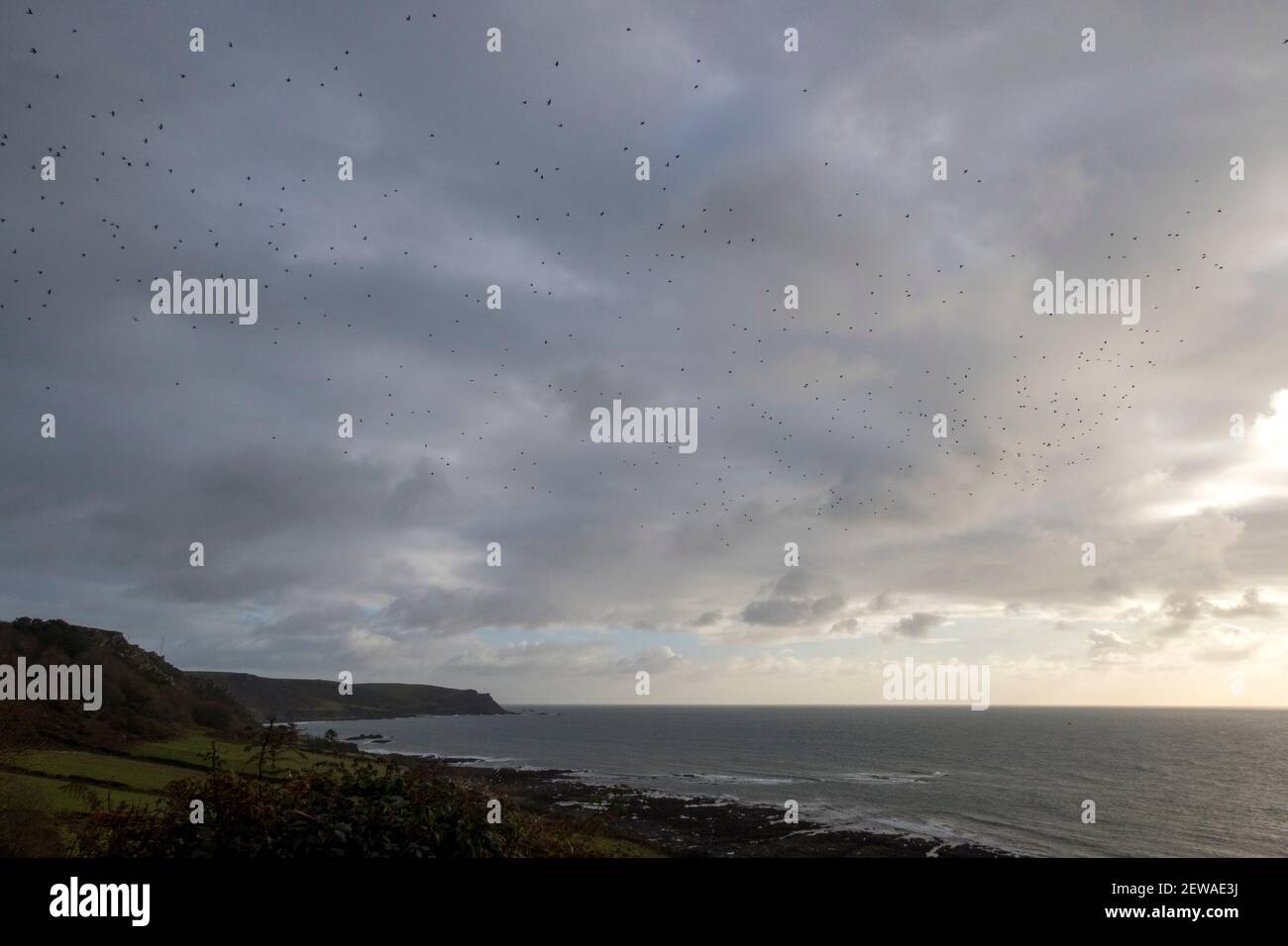 Gregge di Jackdaws, inverno a Prawle Est Foto Stock