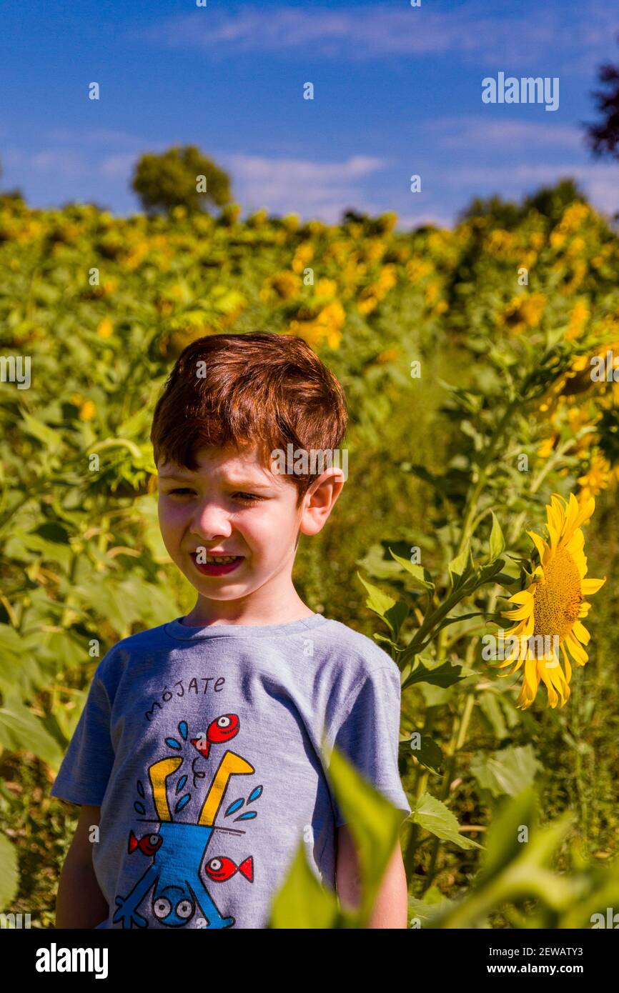 Un carino rosso, un ragazzo dagli occhi blu su una t-shirt grigia in piedi in un campo di girasole in una giornata estiva soleggiata Foto Stock