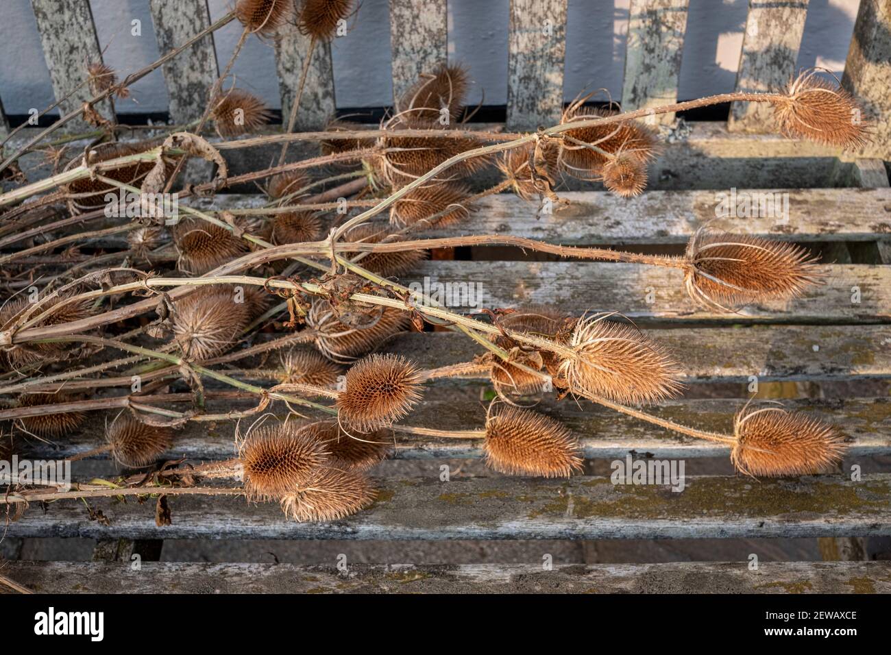 Teste di semi di teasel su vecchia panca di legno in autunno Foto Stock