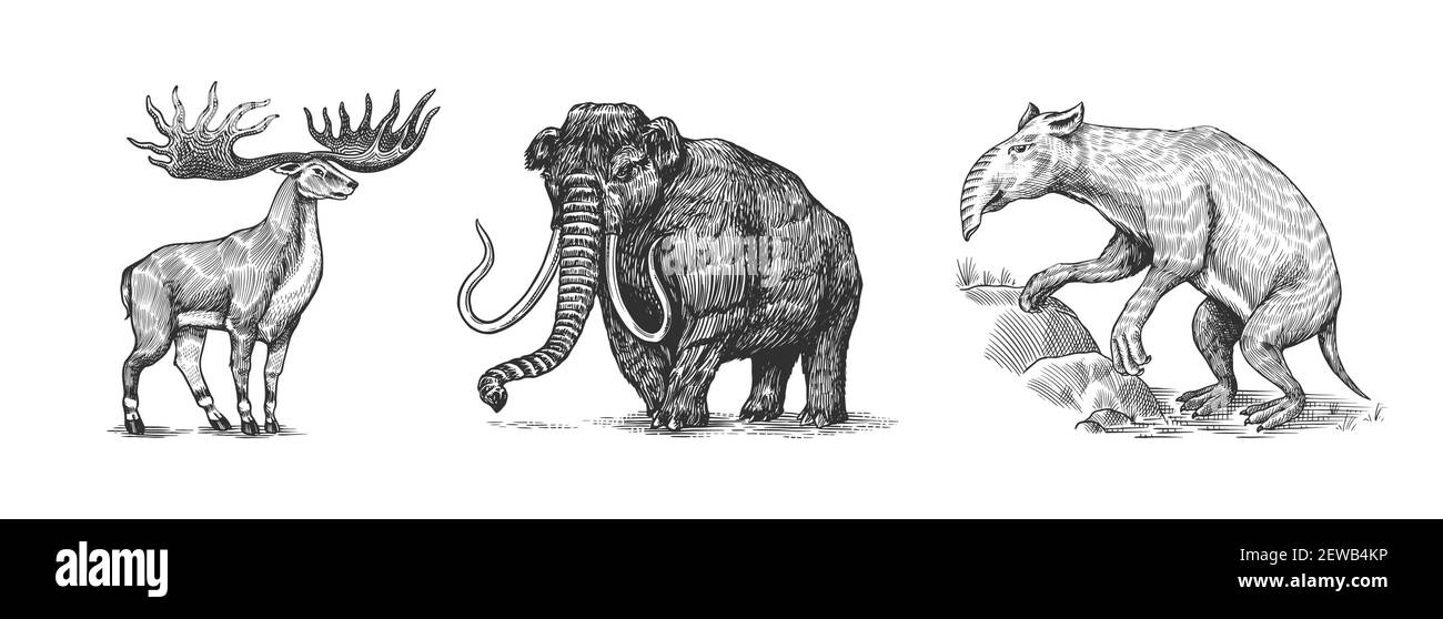 Mammoth o elefante estinto, alci irlandesi o cervi e Palorchestes. Marsupiali della famiglia Palorchestidae. Vintage animale. Mammiferi retrò Illustrazione Vettoriale