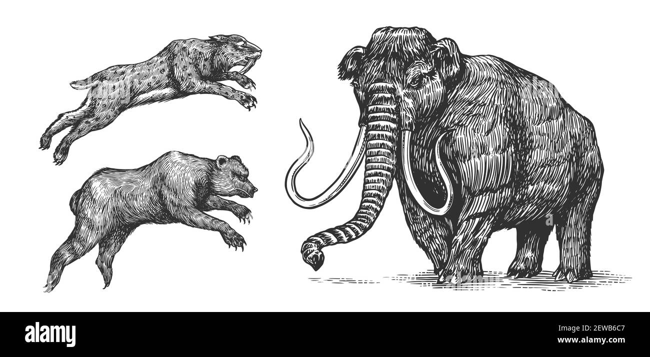 Mammoth o elefante estinto, Cave Bear e tigre Sabre dentato. Vintage animale. Mammiferi retrò. Schizzo inciso disegnato a mano. Illustrazione Vettoriale