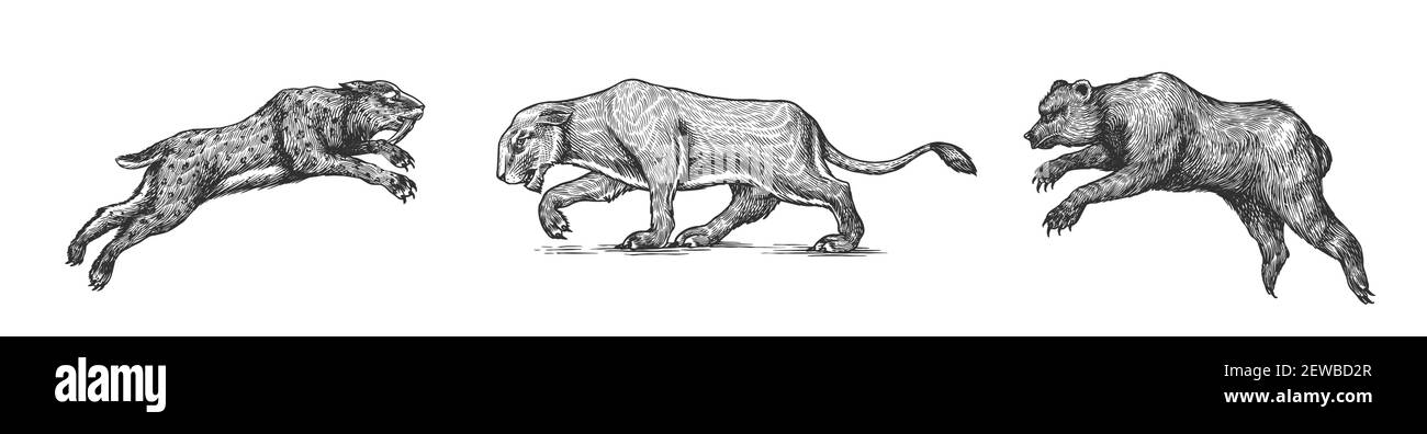 Grotta orso e leone. Panthera Sabre tigre dentata. Mammiferi preistorici. Animale. Animale d'epoca. Mammiferi retrò. Schizzo inciso disegnato a mano. Illustrazione Vettoriale