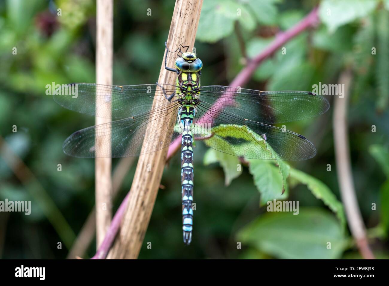 L'imperatore libellula, Anax imperator Foto Stock