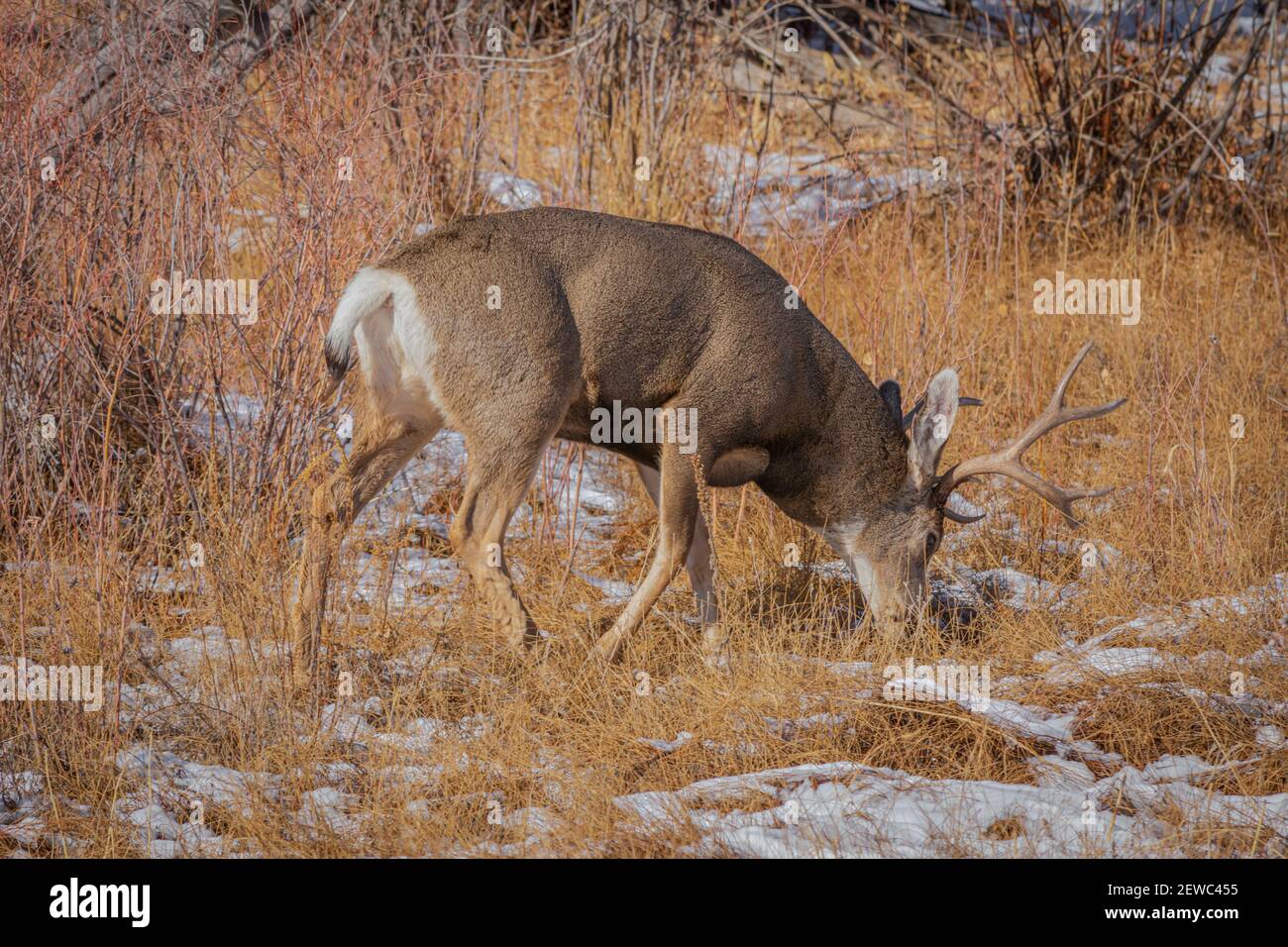 Rocky Mountain Mule cervo che invecchia nella neve, East Plum Creek, Castle Rock Colorado USA. Foto scattata a novembre Foto Stock