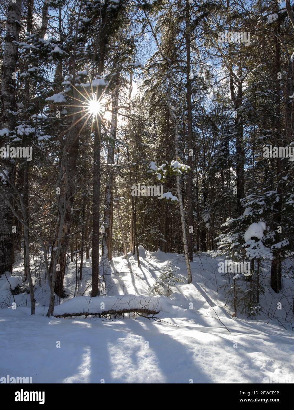Luce del sole attraverso una foresta innevata Foto Stock