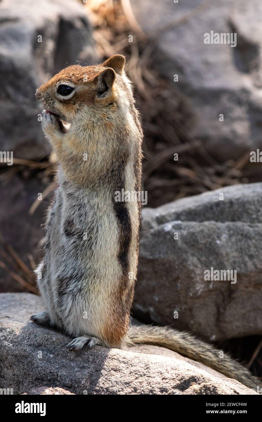 Femmina dorato-manciato terra scoiattolo mangiare Foto Stock