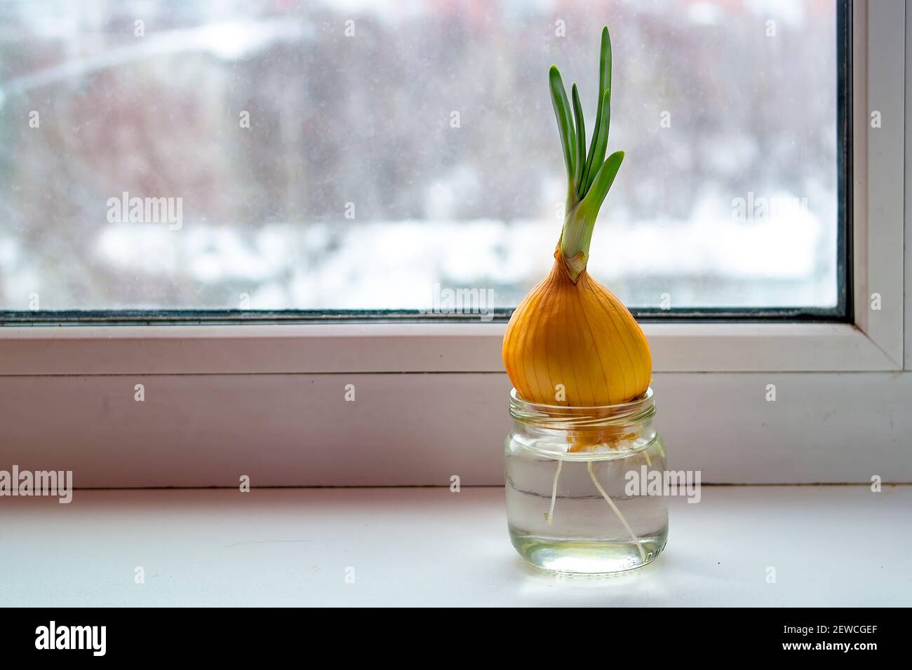 la cipolla si trova in un vaso di vetro trasparente, dopo aver preso radici e germogli verdi. Foto Stock