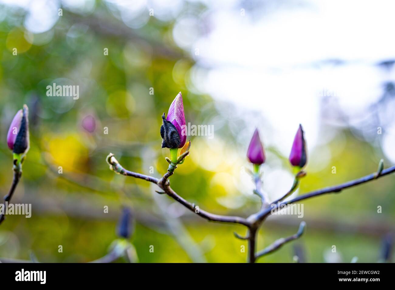 magnolie al picco califiornia fioritura Foto Stock