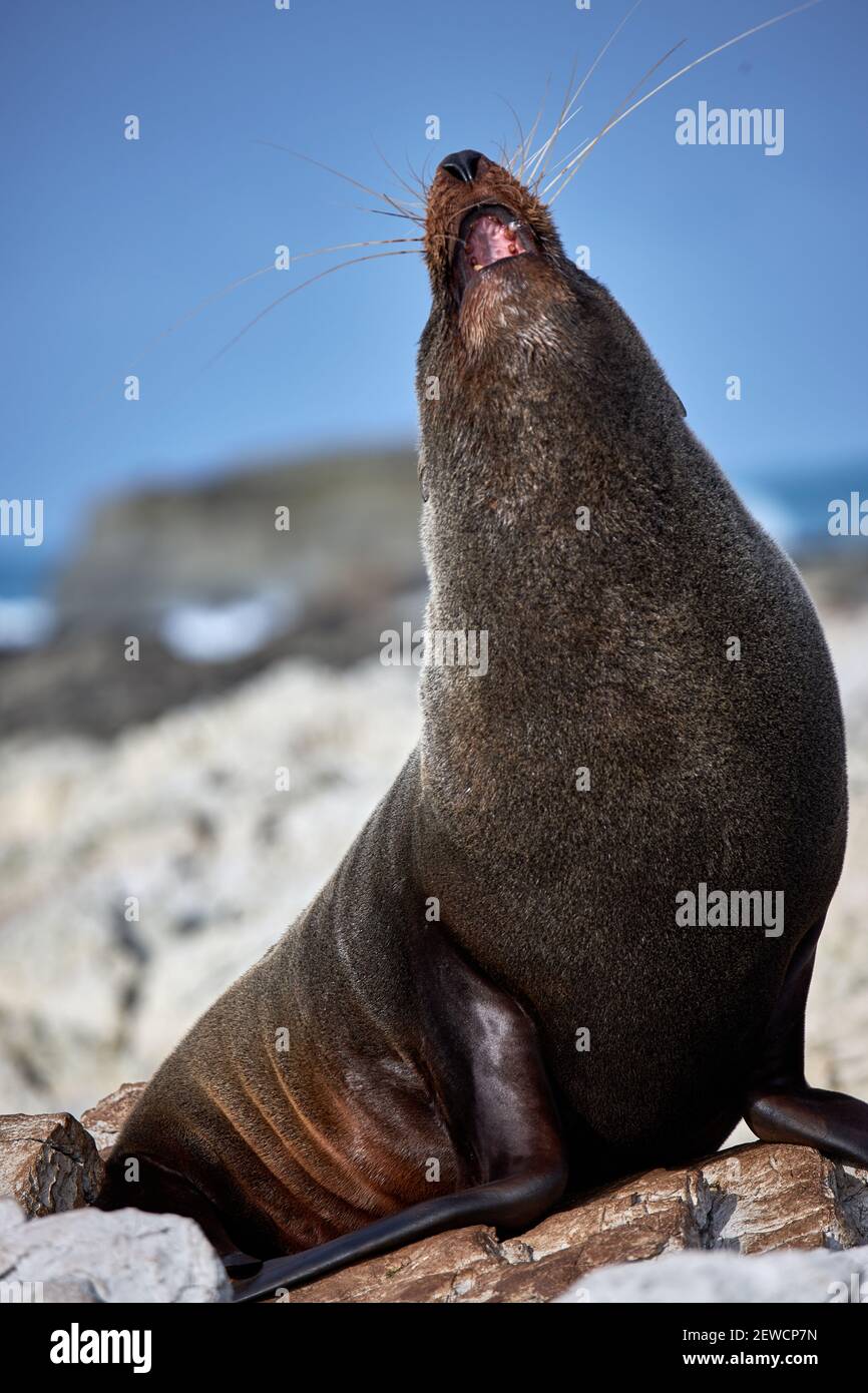 Una foca da pelliccia neozelandese a Kaikoura, nell'Isola del Sud, una regione famosa per la sua vita marina Foto Stock