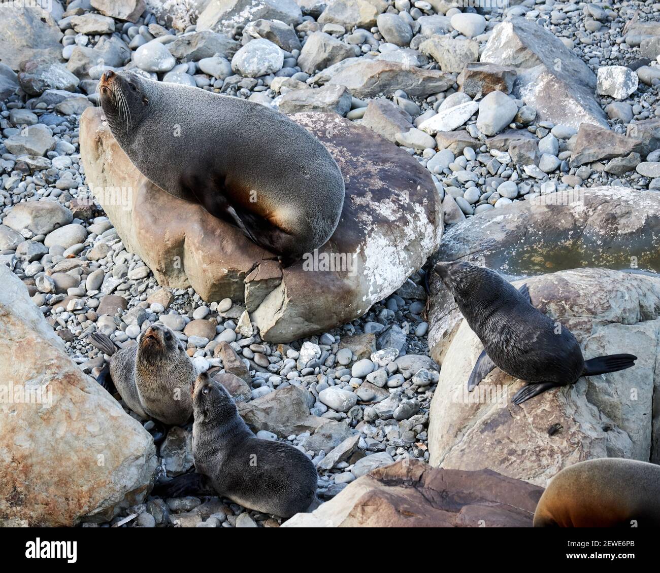 Colonia di foche da pelliccia della Nuova Zelanda presso il punto panoramico di Ohau, nelle vicinanze Kaikaoura nell'Isola del Sud Foto Stock