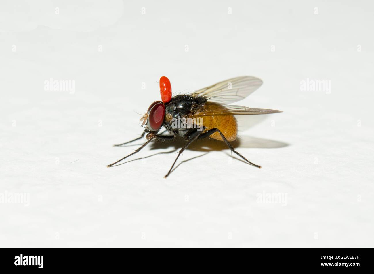Fruit Fly, famiglia Drosophilidae, con acaro vellutato a gamba lunga, Callidosoma sp, Klungkung, Bali, Indonesia Foto Stock