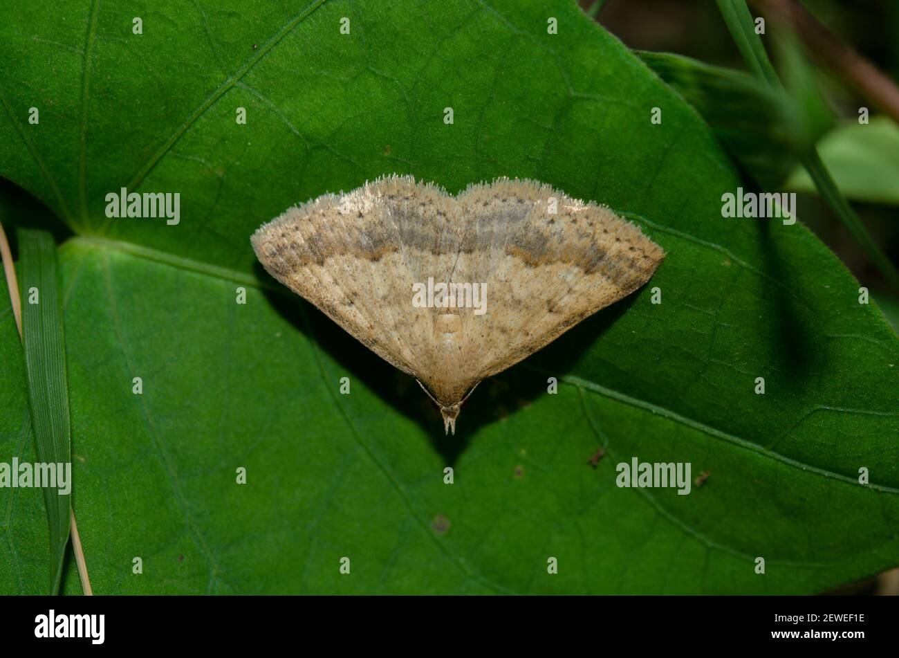 Owlet Moth, Gesonia sp, on leaf, Saba, Bali, Indonesia Foto Stock