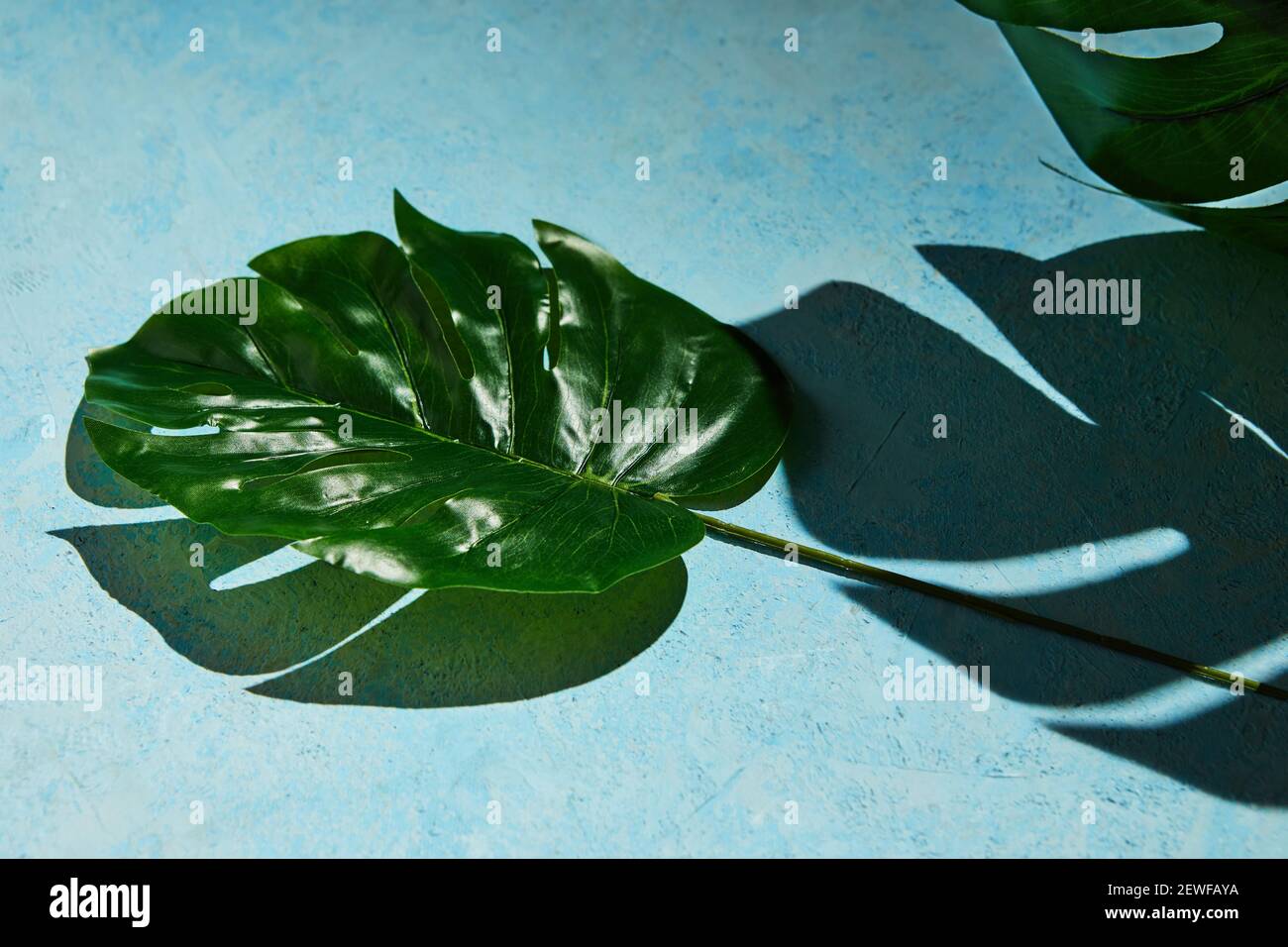 Trama di fondo in blu con foglia di monstera e ombra dura da monstera Foto Stock