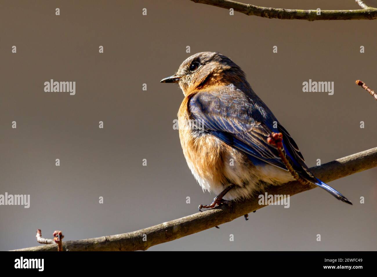 Una femmina orientale bluebird, piccolo migratorio thrush song uccello (Sialia sialis) nativo in Nord America è perching su albero senza foglie in una mattina invernale. Foto Stock