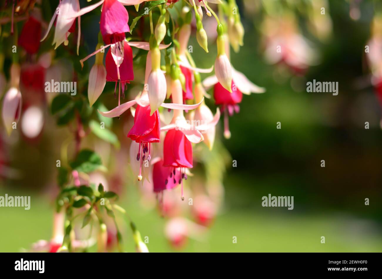 Primo piano di alcuni fiori rossi e rosa di un'acqua Pianta di ninfa Fuchsia (fuchsia hybrida) Foto Stock