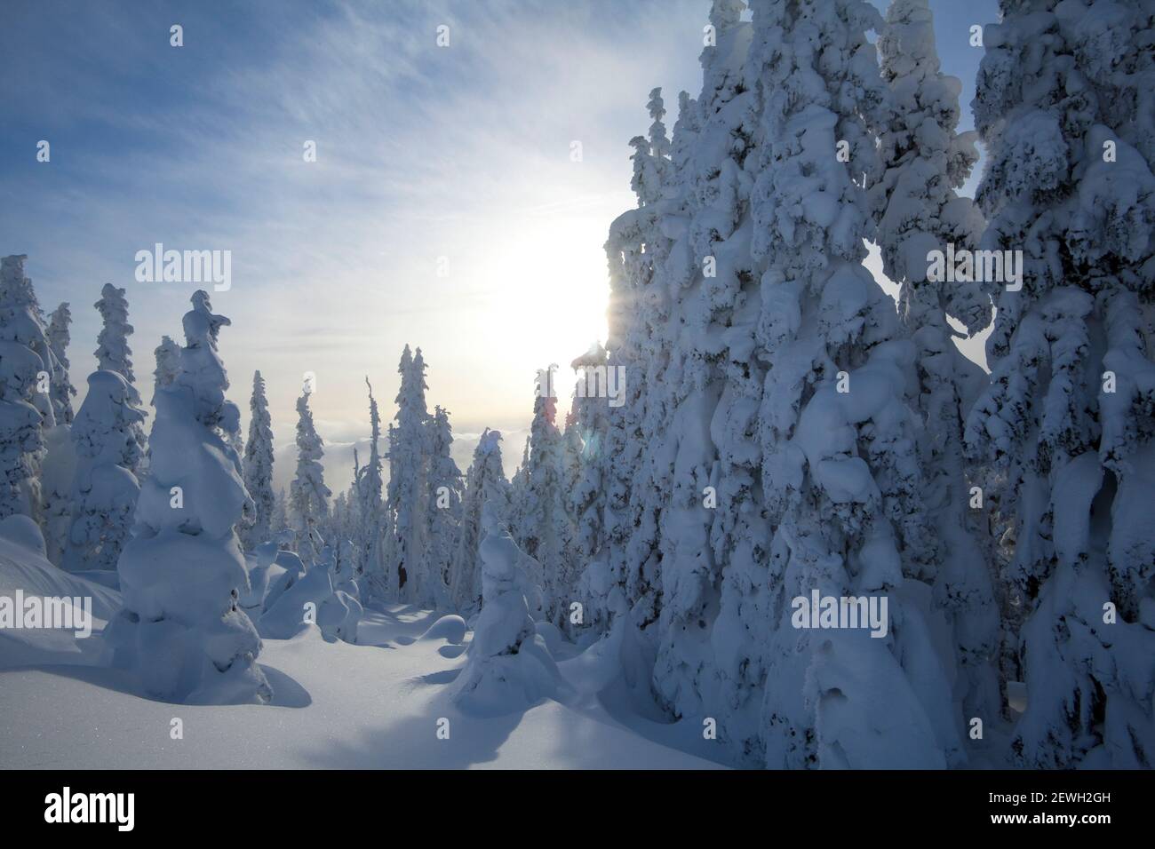 Neve d'inverno, profonde derive e pini innevati Foto Stock