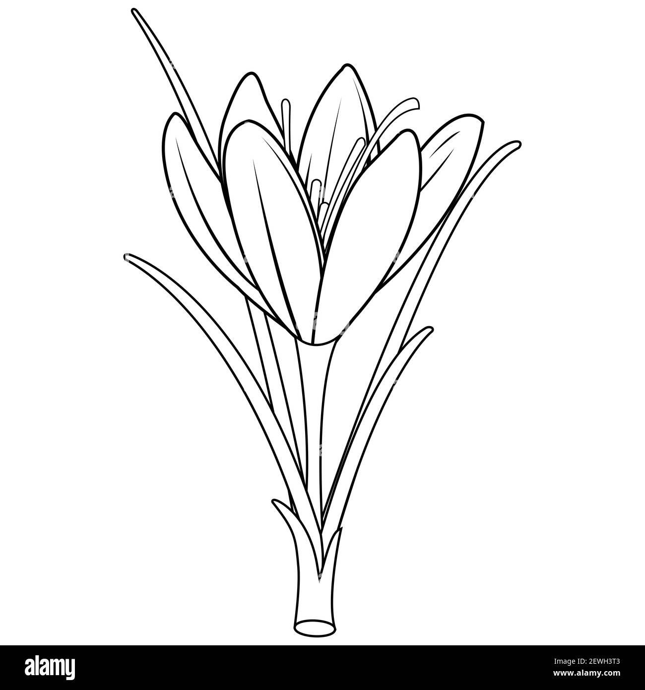 Fiore di croco allo zafferano. Crocus sativus isolato su sfondo bianco. Pagina da colorare in bianco e nero Foto Stock