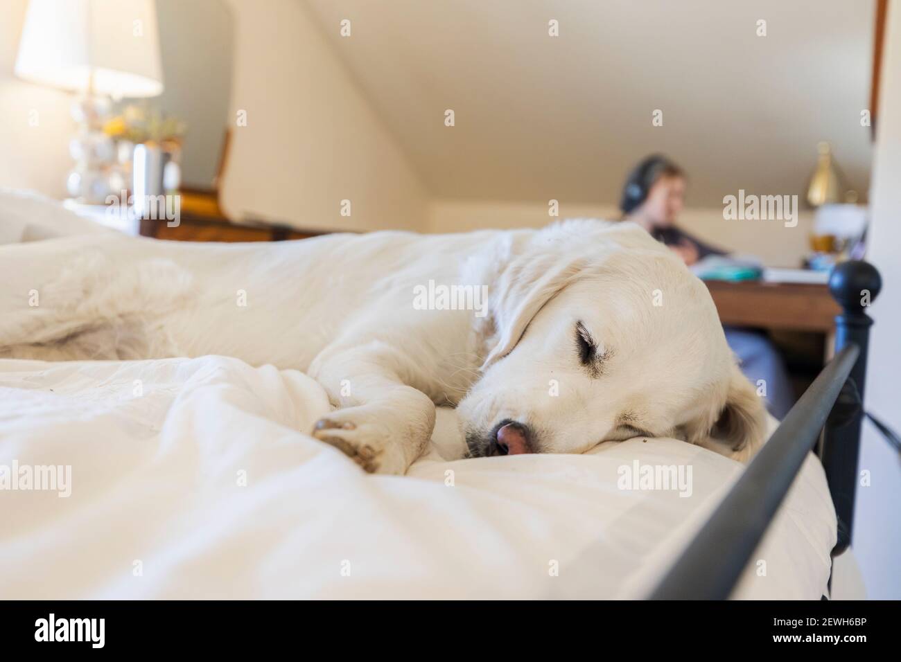 Golden Retriever dormire a letto come la ragazza adolescente sta lavorando in ufficio Foto Stock