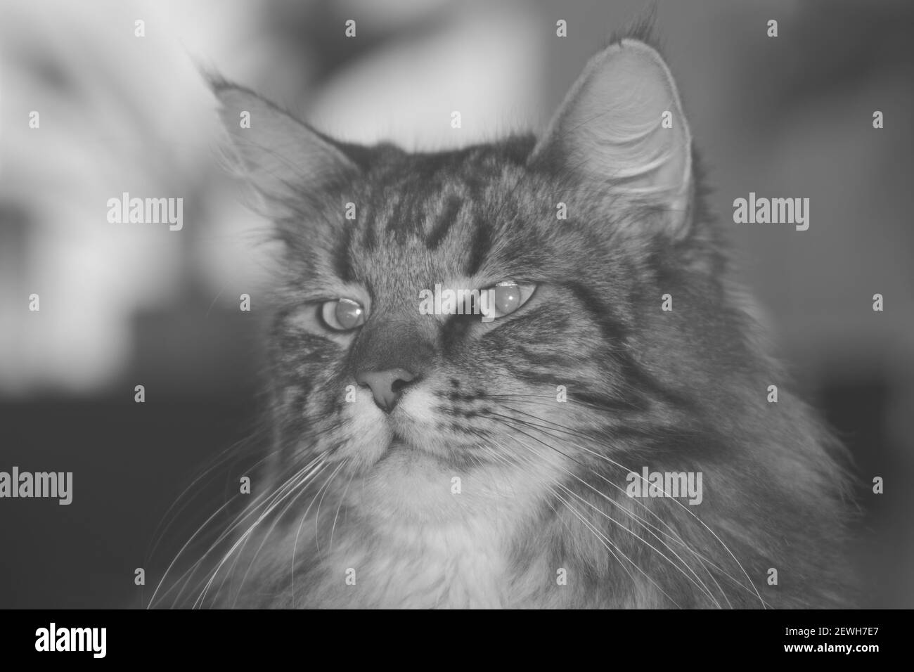 Primo piano della faccia di un nero grigio pedigree cat Foto Stock