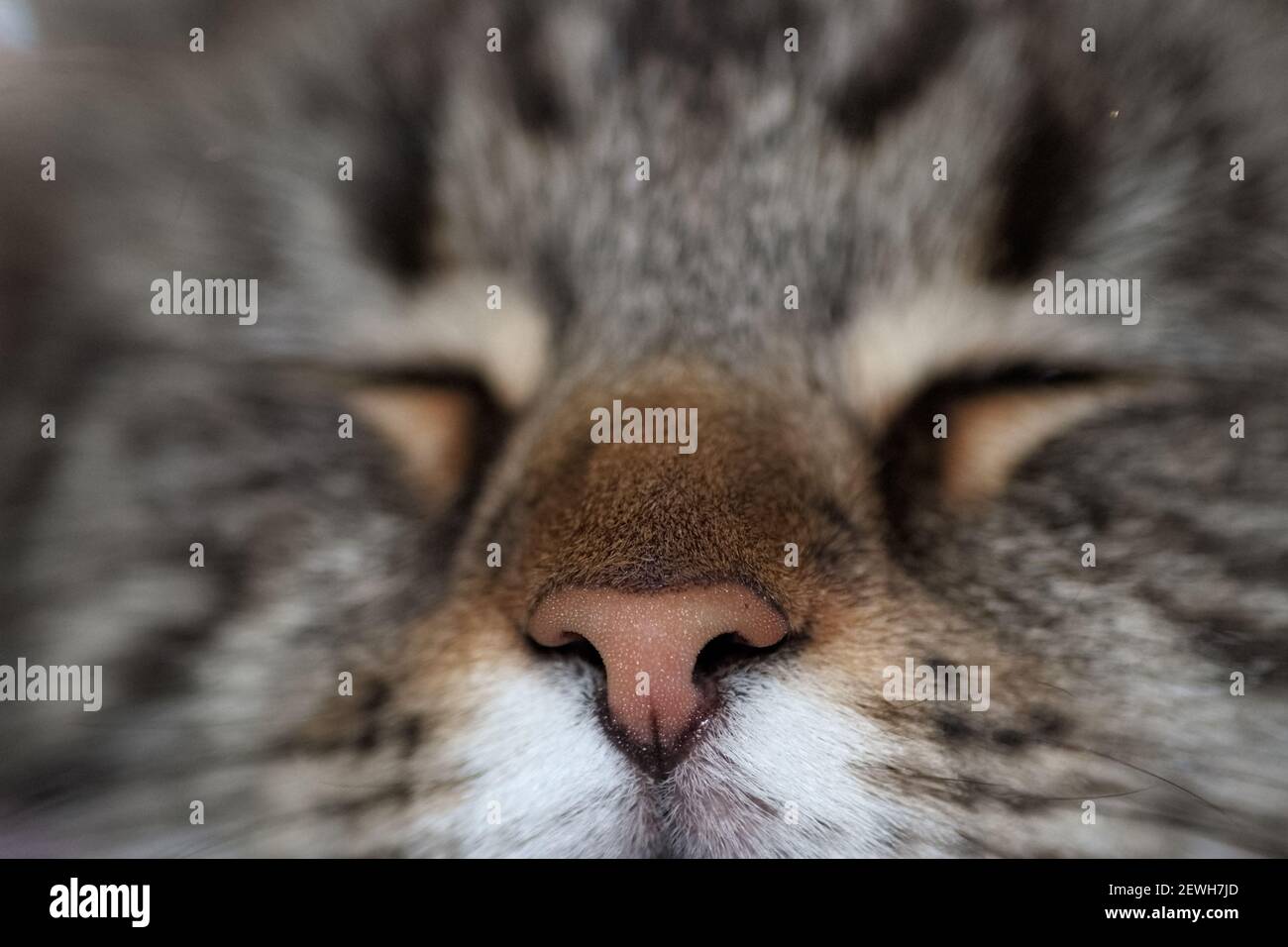 Primo piano della faccia di un nero grigio pedigree cat Foto Stock