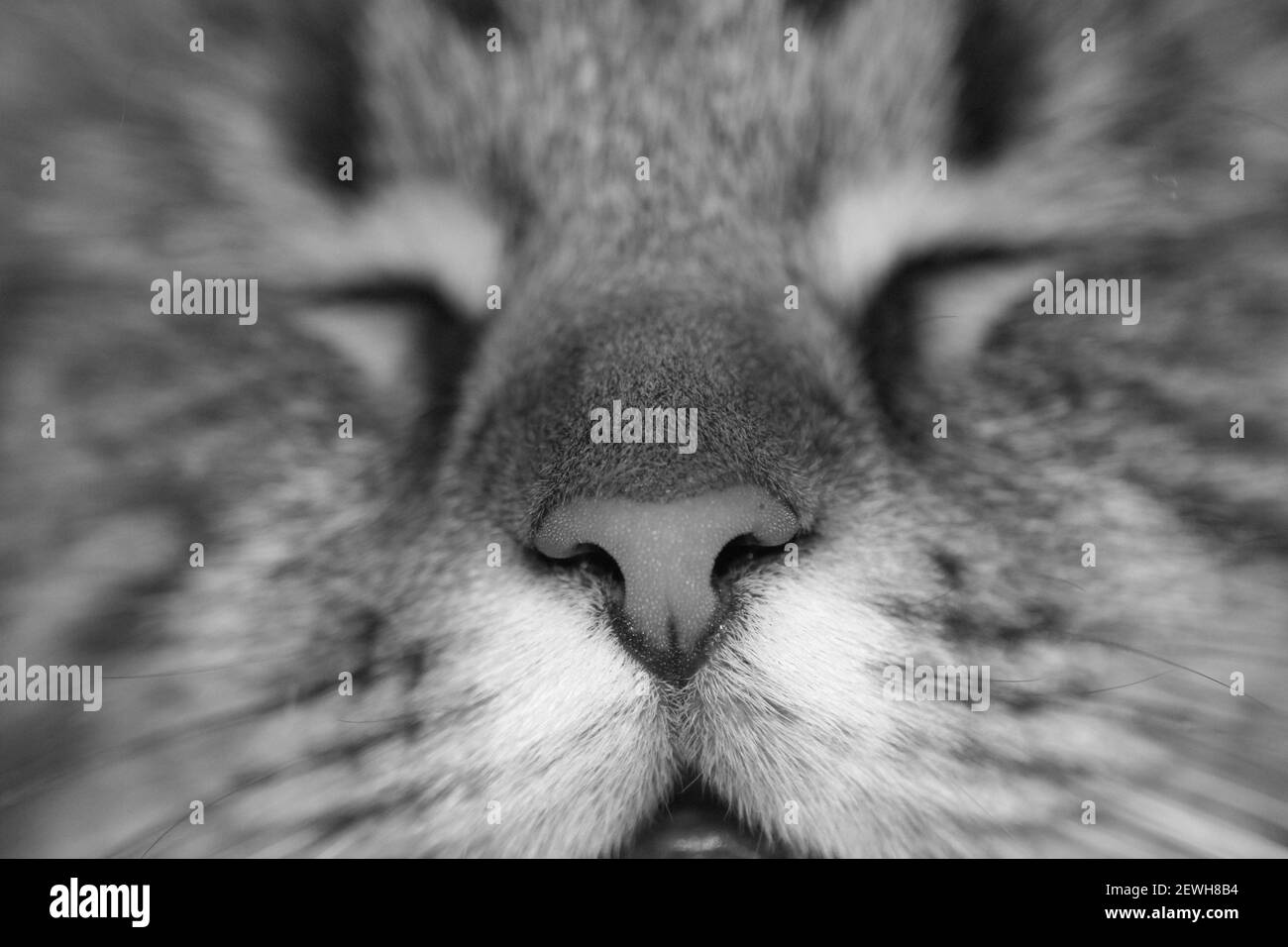 Primo piano della faccia di un nero grigio pedigree cat Foto Stock