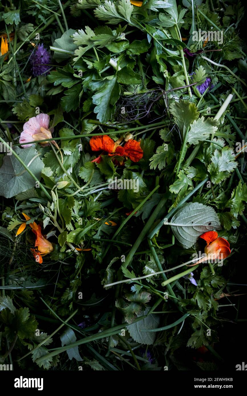 Angolo alto di mazzo di erbe fresche e fiori commestibili. Foto Stock