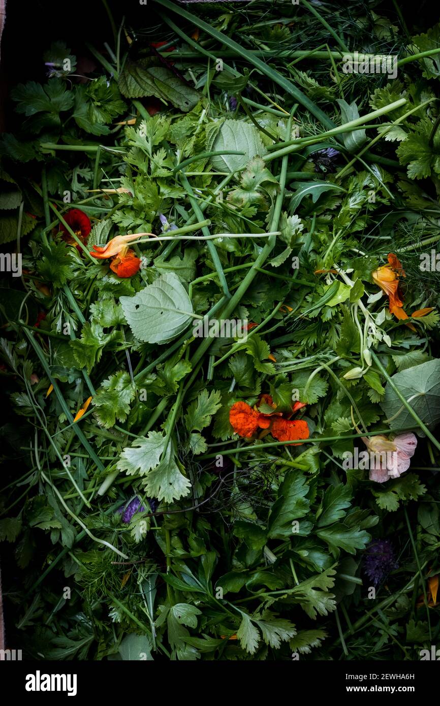 Angolo alto di mazzo di erbe fresche e fiori commestibili. Foto Stock