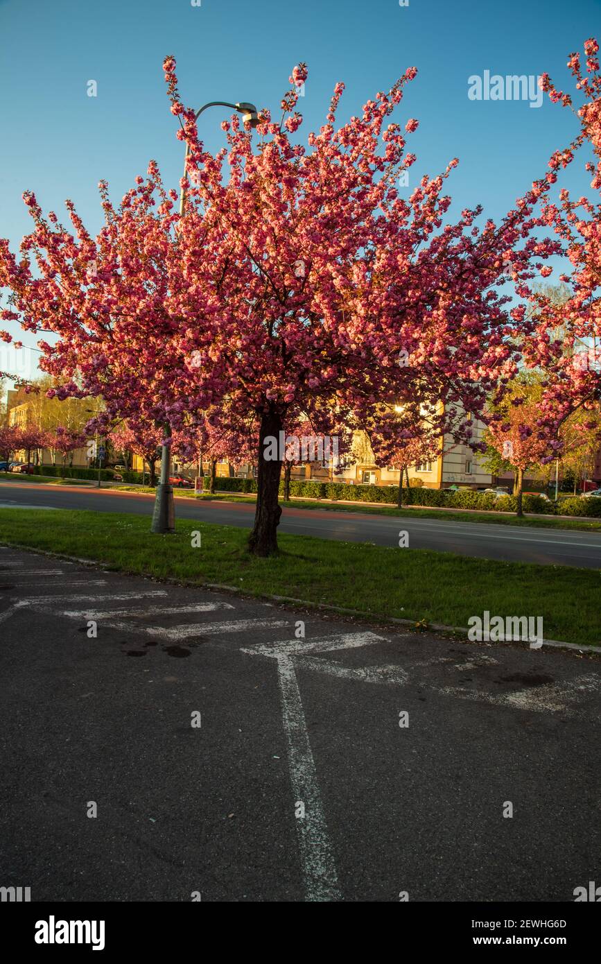 Alberi in fiore sakura su Trida 17. Listopadu strada nella città di Karvina nella repubblica Ceca Foto Stock
