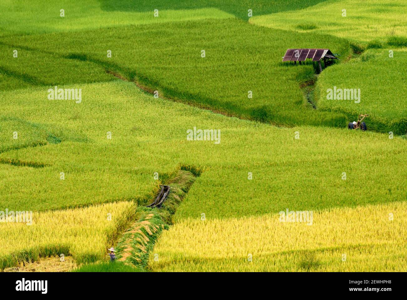 Lo scenario del campo di riso dorato terrazzato a Pua nella provincia di Nan, Thailandia. Foto Stock