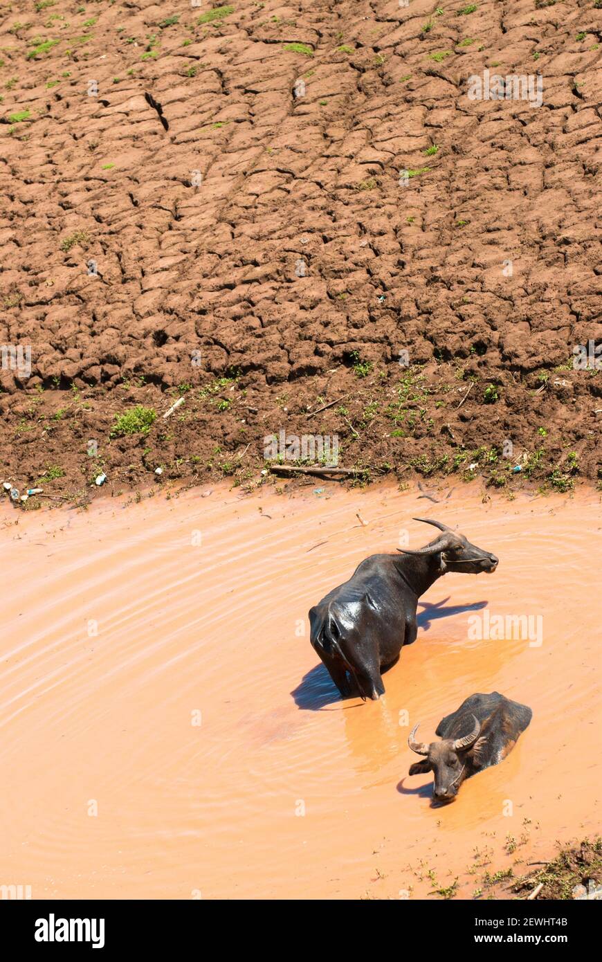 Buffalo che si rilassa in un fango vicino al fiume Mekong. Foto Stock