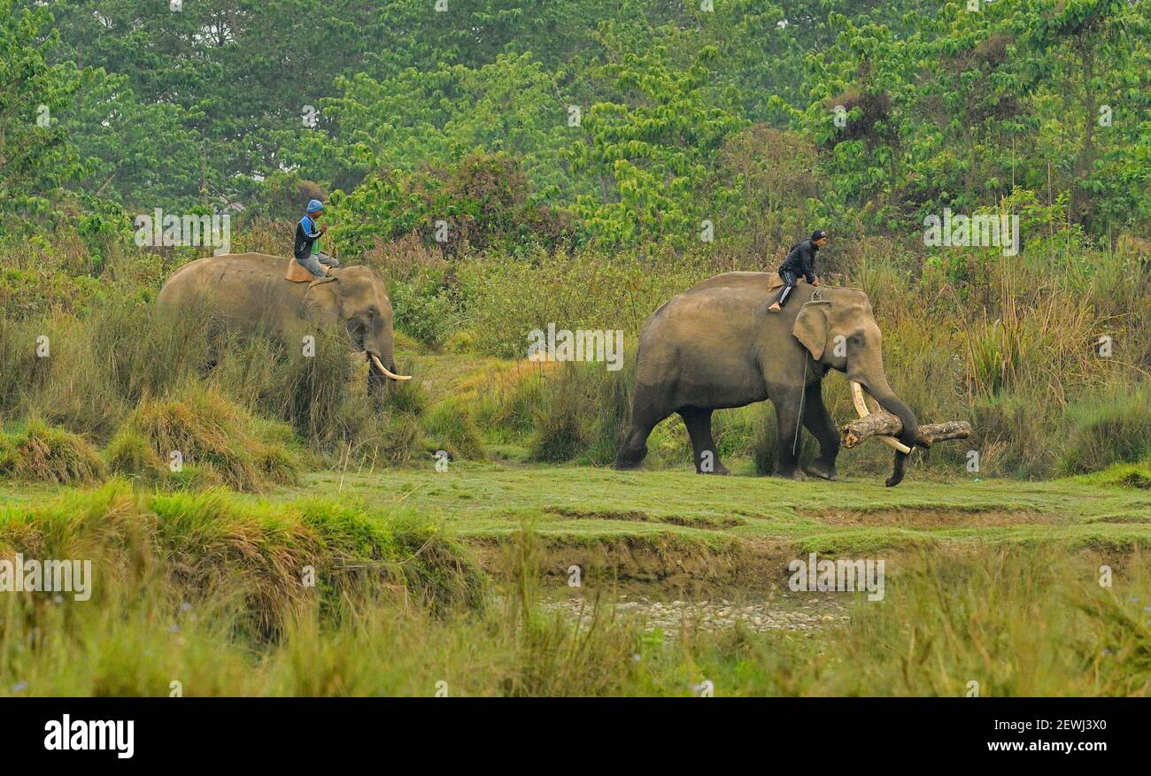 Elefanti asiatici Elephas maximus che trasporta il legname dalla zona cuscinetto, Parco Nazionale di Chitwan, Nepal Foto Stock