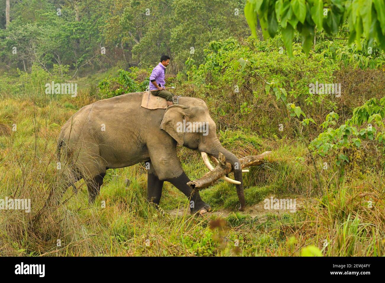 Elefante asiatico, Elefas maximus con Mahout che porta legname dalla zona tampone del Parco Nazionale di Chitwan, Nepal Foto Stock