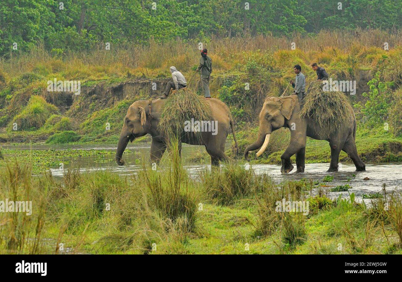 Elefanti asiatici, Elefas maximus con mahouts che trasportano erba per foraggio dalla zona tampone del Parco Nazionale di Chitwan, Nepal Foto Stock