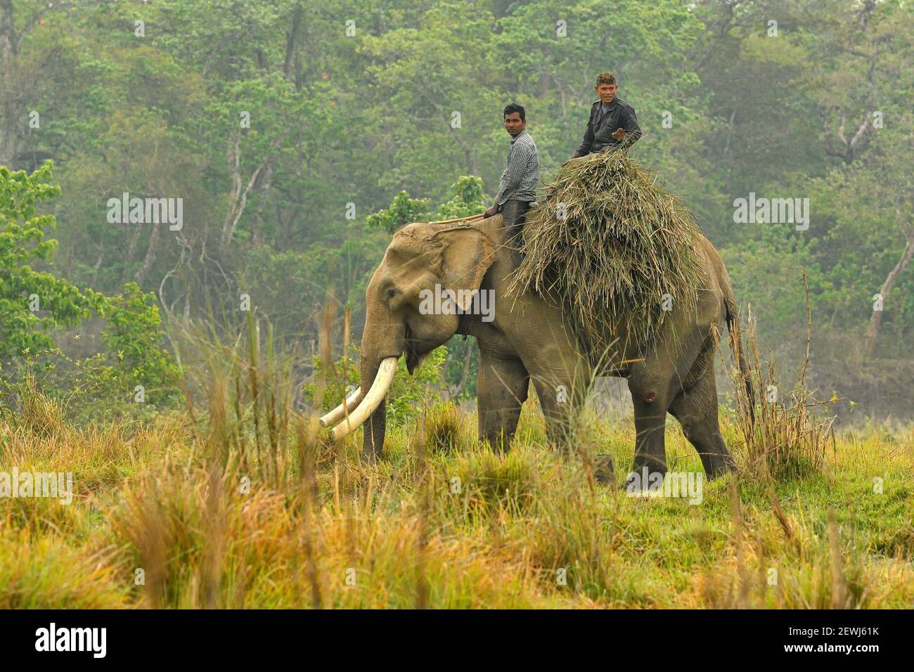 Elefante asiatico, Elephas maximus, con mahout che porta erba per il foraggio dalla zona tampone, Chitwan National Park, Nepal Foto Stock
