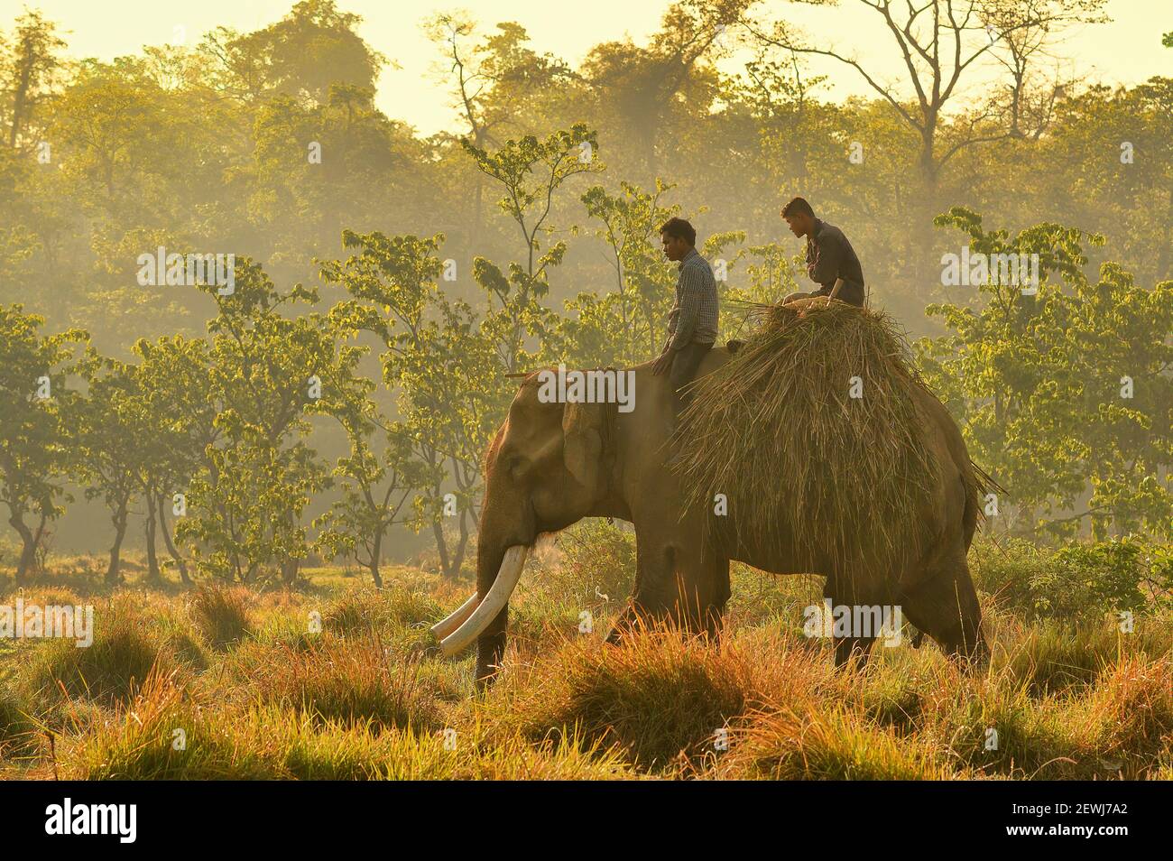 Elefante asiatico, Elefas maximus con mahouts che trasportano l'erba per foraggio dalla zona tampone del Parco Nazionale di Chitwan, Nepal Foto Stock