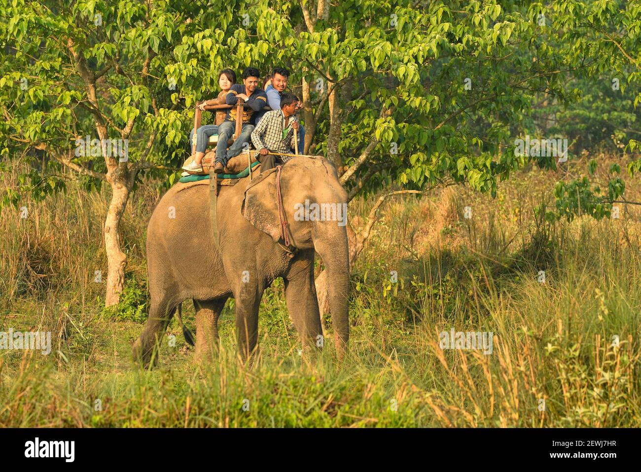 Elefante asiatico, Elefas maximus con mahout che porta turisti Parco Nazionale di Chitwan, Nepal Foto Stock