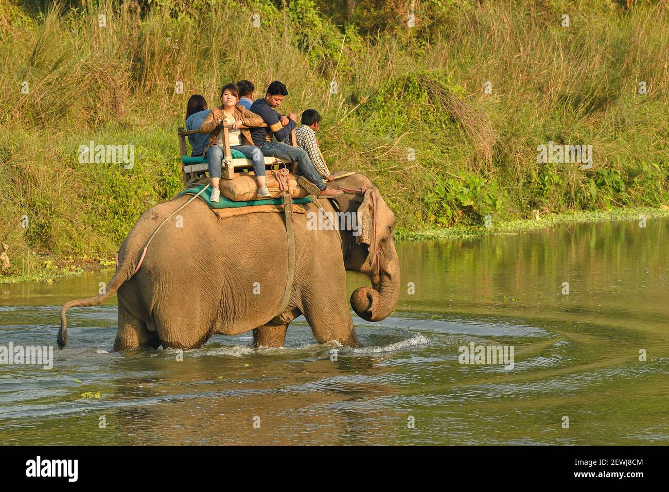 Elefante asiatico, Elefas maximus con mahout e turisti che trasportano il Parco Nazionale di Chitwan Nepal Foto Stock
