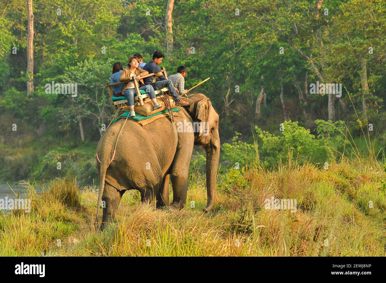 Elefante asiatico, Elefas maximus con Mahout e i turisti che trasportano il Parco Nazionale di Chitwan Nepal Foto Stock